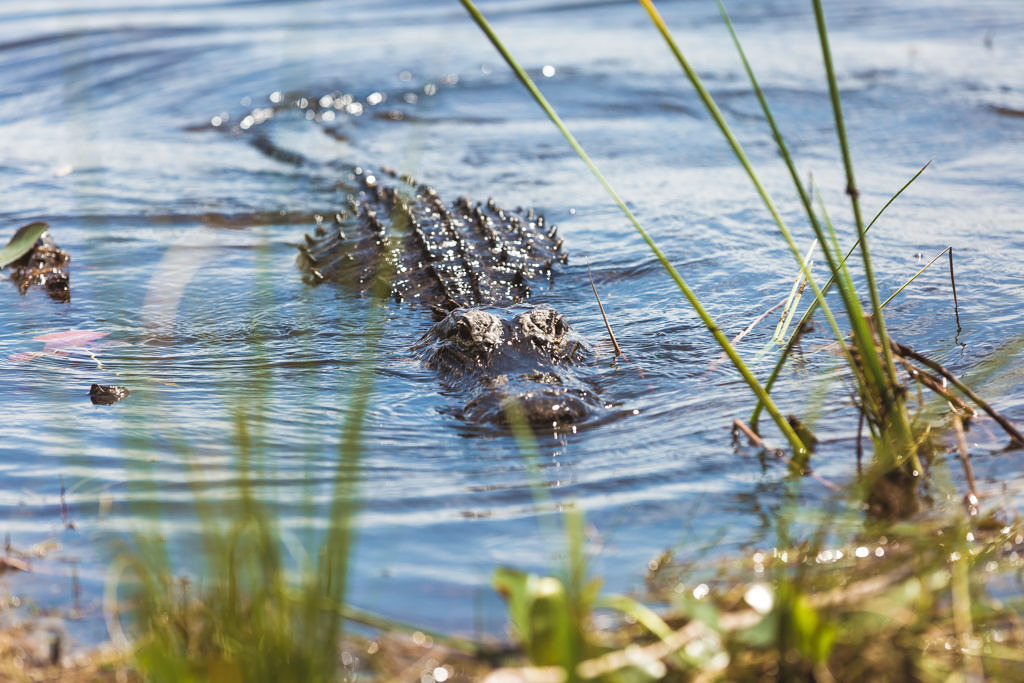 Everglades alligator