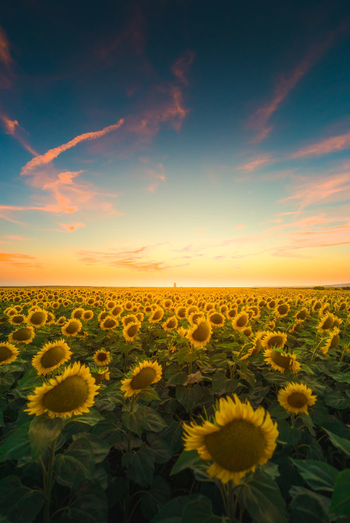 Sunflowers at sunset El Palmar