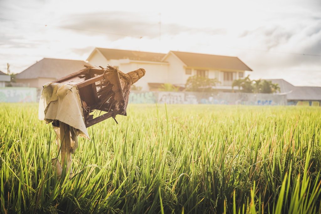 Canggu Rice paddies
