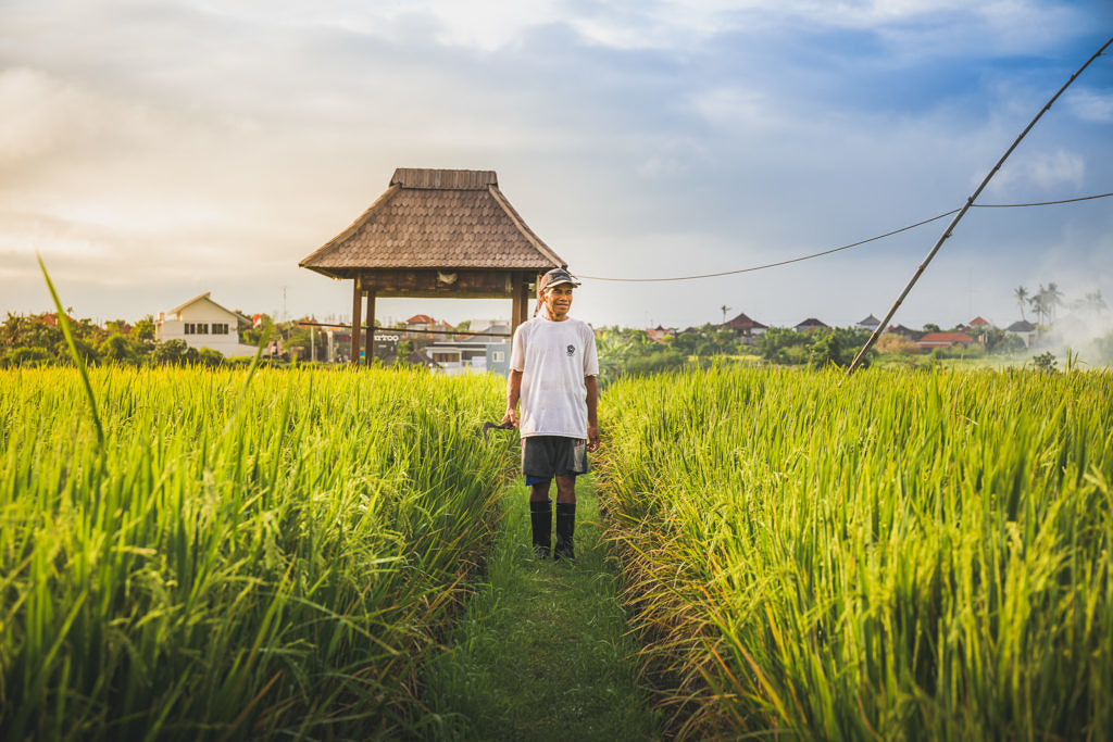 Rice farmer