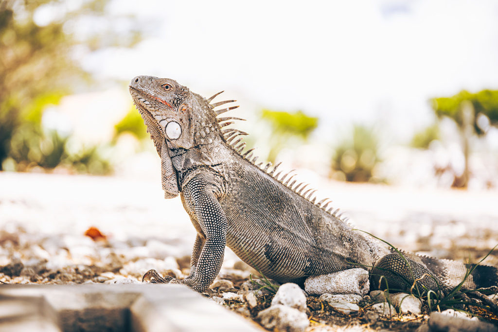 Iguana