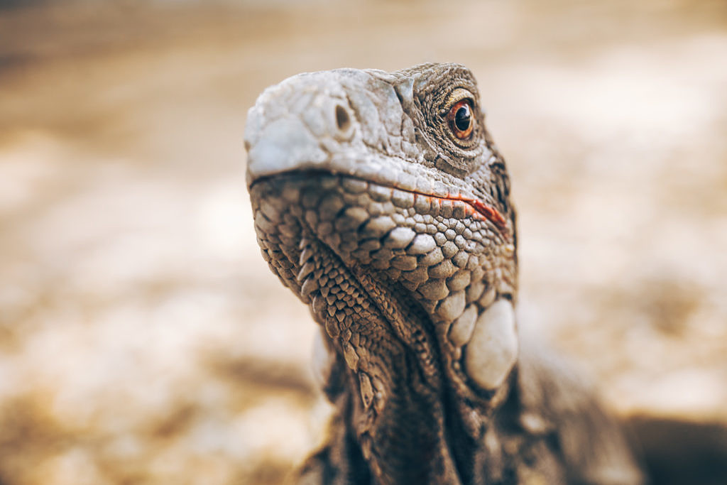 Iguana