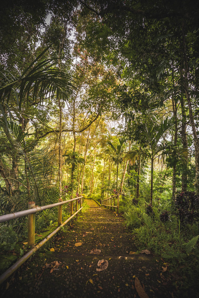 Bali jungle
