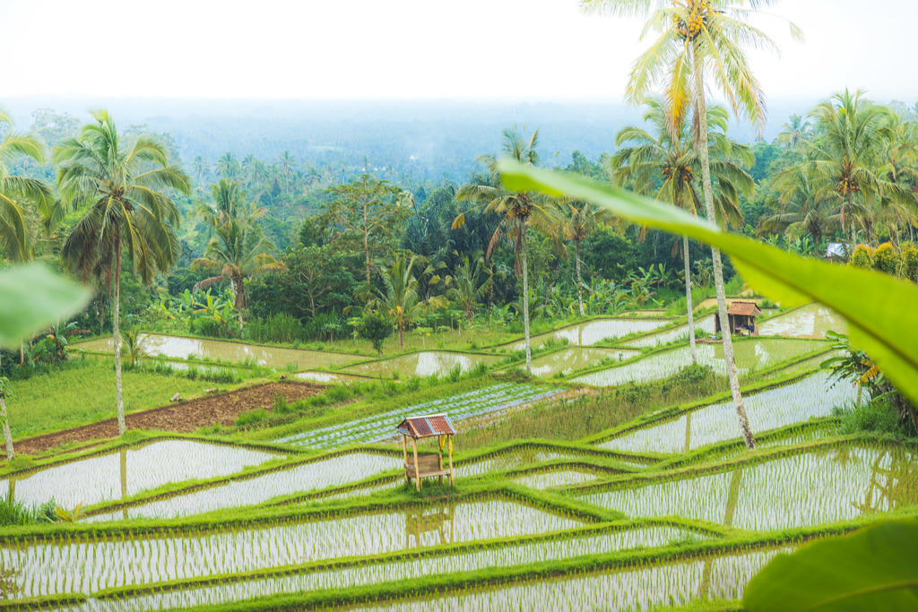 Rice paddies