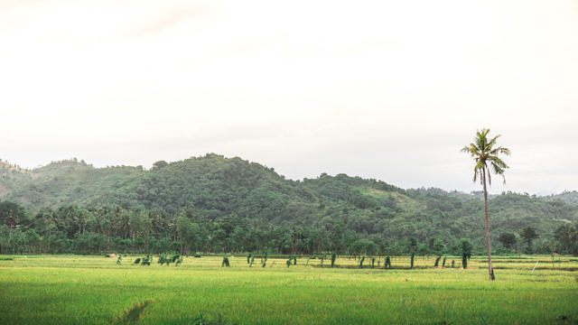Lombok rice fields