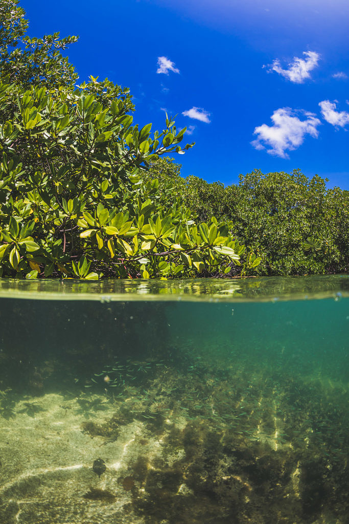 Mangroves