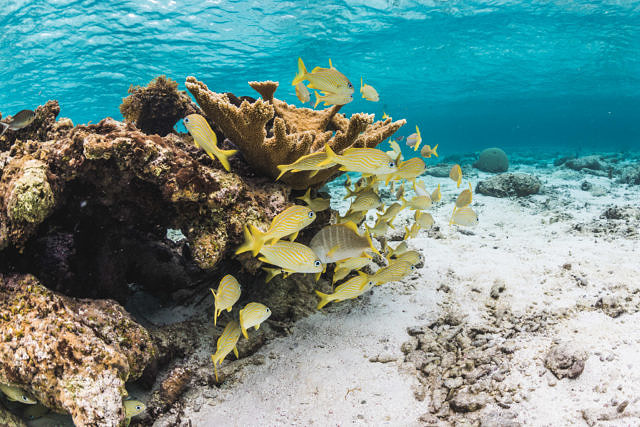 Bonaire underwater