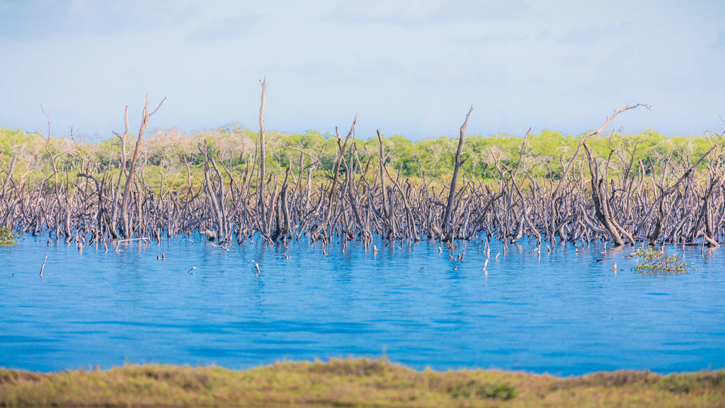 Mangroves Bonaire