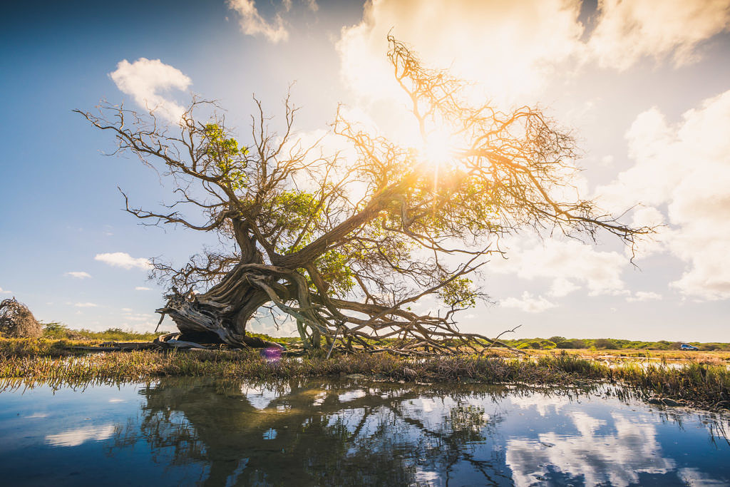 Mangrove tree Bonaire