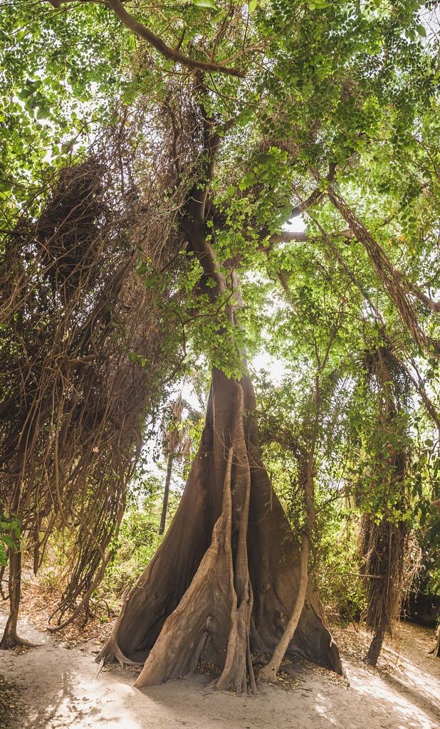 Gambia trees