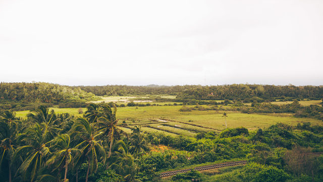 Sri Lanka jungle
