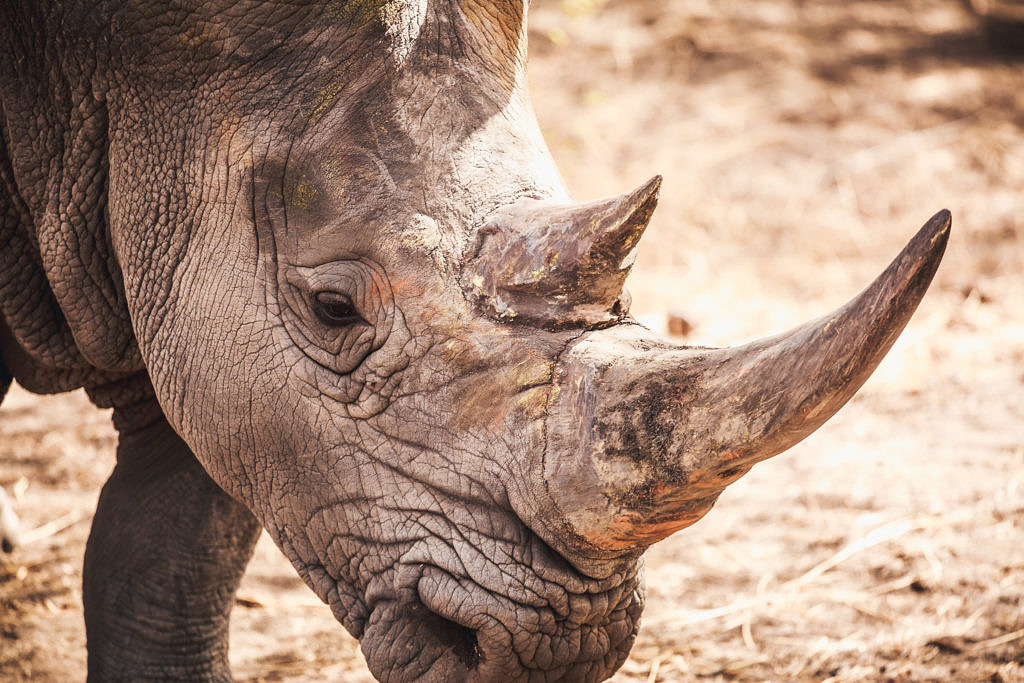 Senegal Rhino