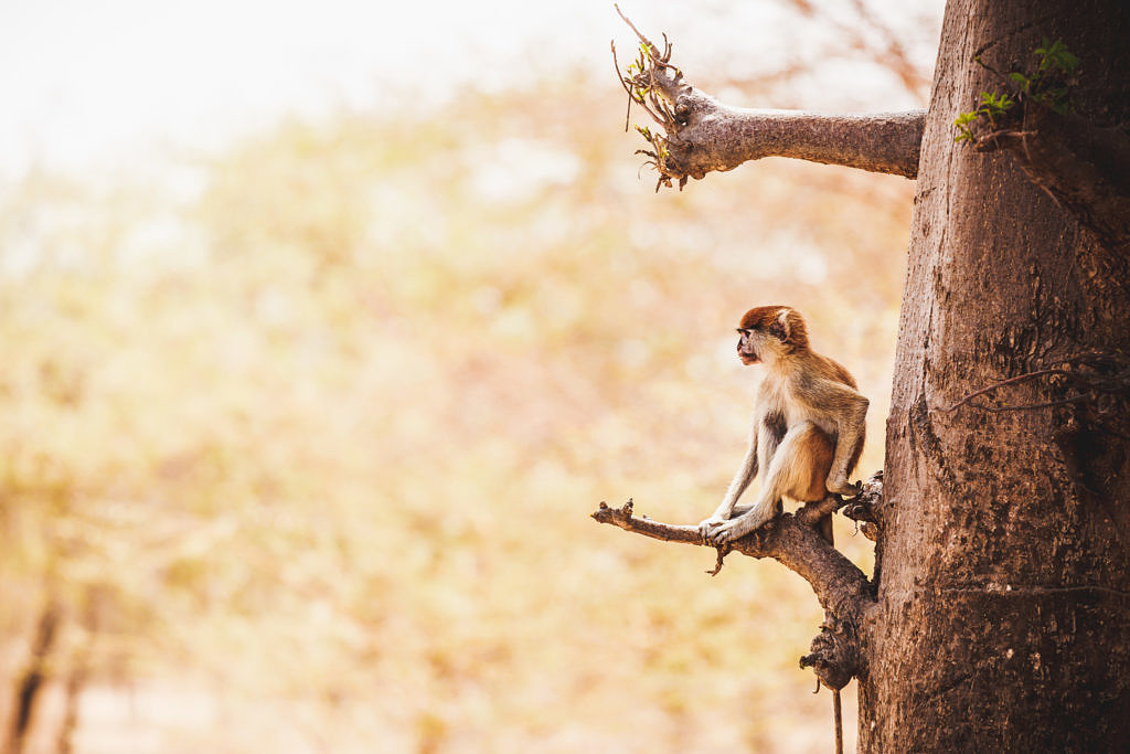 Senegal monkey