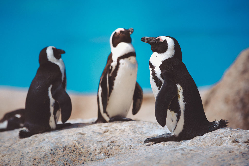 Cape pinguins