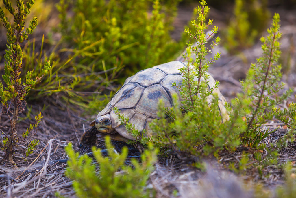 Cape the good hope tortoise