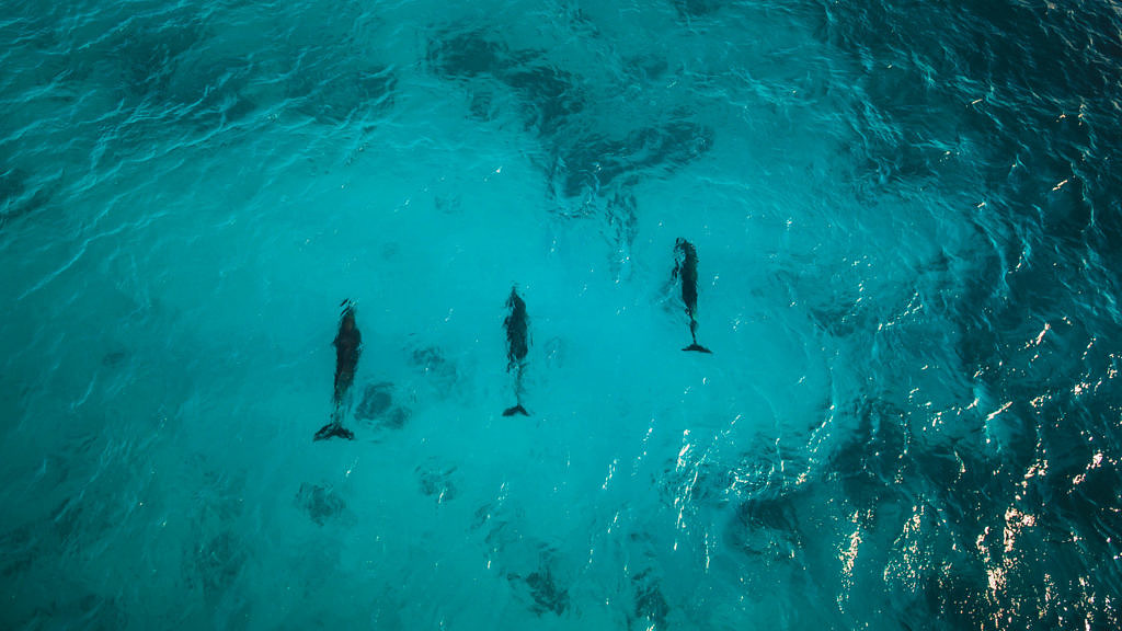 Dolphins