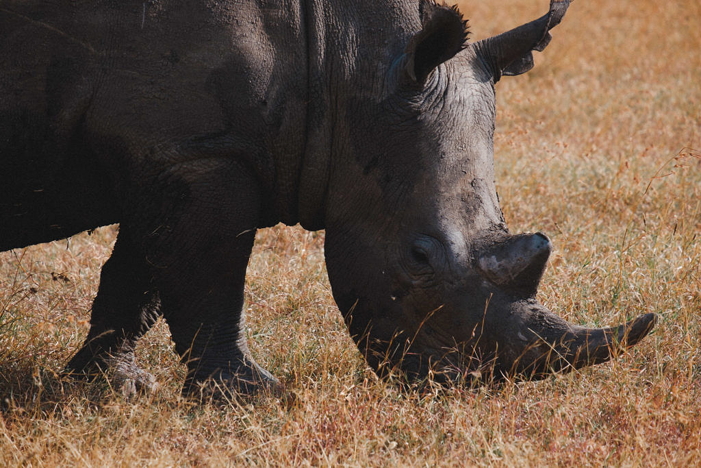 Rhino