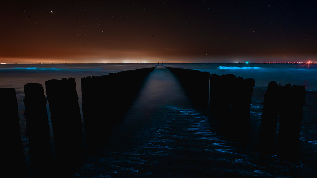 Sea sparkle - Noctiluca scintillans in Westkapelle