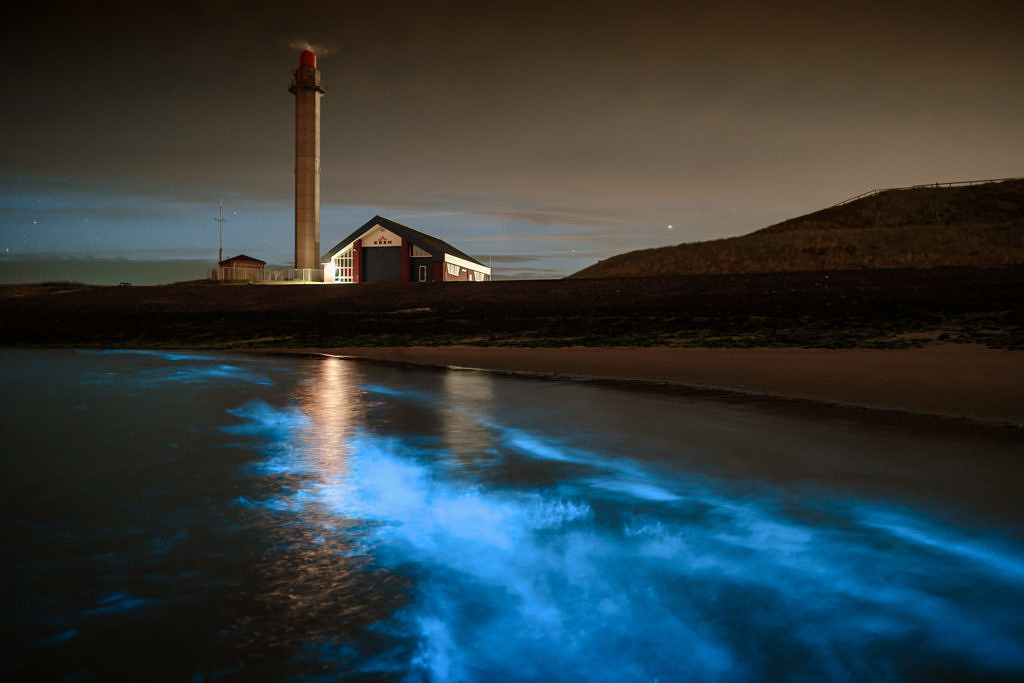 Sea sparkle - Noctiluca scintillans in Westkapelle