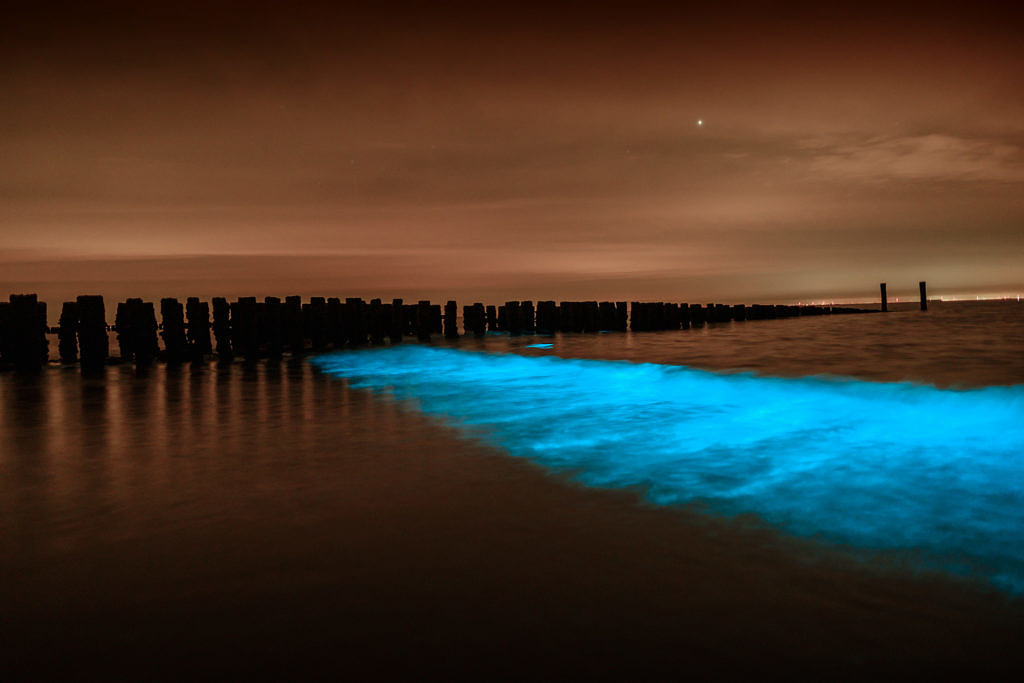 Sea sparkle - Noctiluca scintillans in Westkapelle