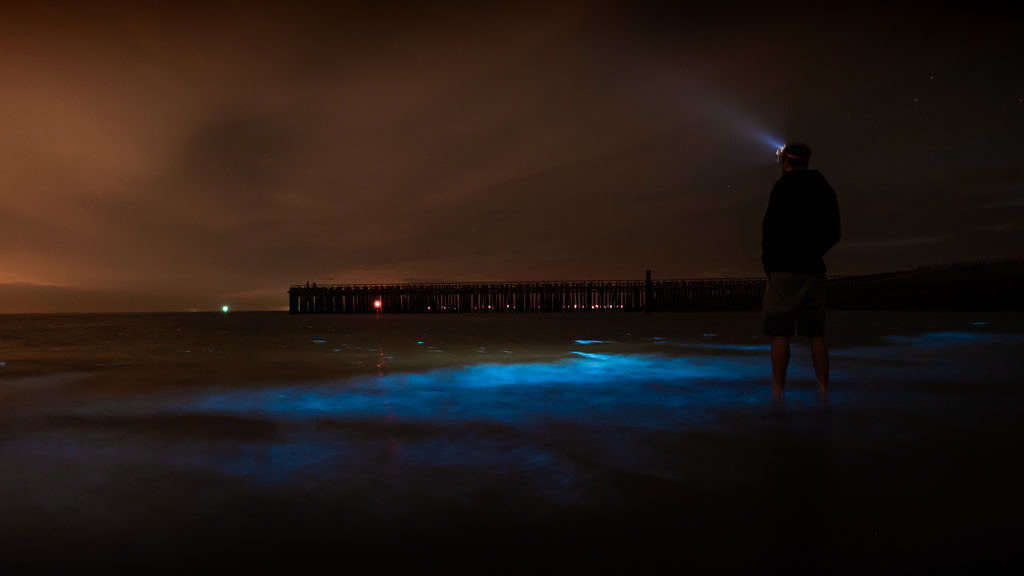 Sea sparkle - Noctiluca scintillans in Westkapelle