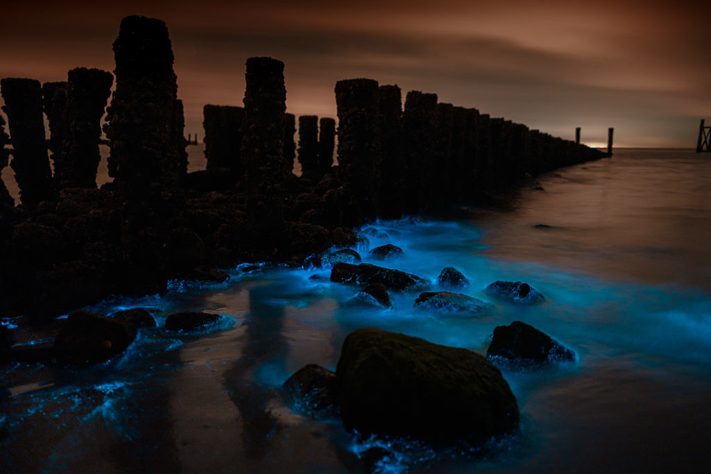 Sea sparkle - Noctiluca scintillans in Westkapelle