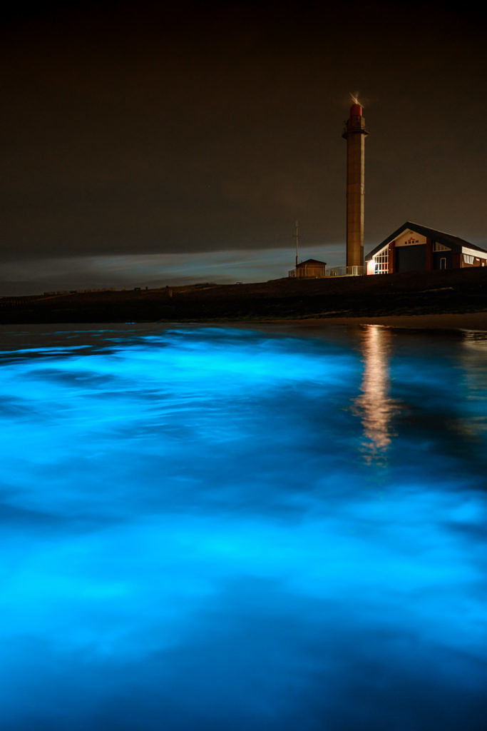 Sea sparkle - Noctiluca scintillans in Westkapelle